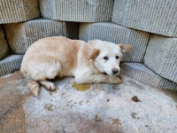 전북 군산 회현초교에서 연갈색 강아지 발견 보호