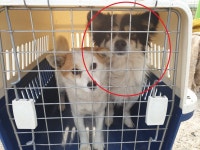 경남 함안 가야읍 가야도음길에서 흰갈검색 강아지 발견 보호