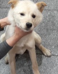 전북 전주 완산중학교 인근에서 흰색 강아지 발견 보호..노란 목줄