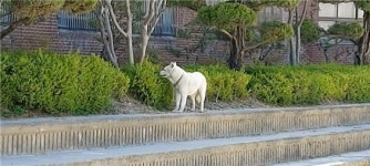 대전 서구 만년고등학교 인근에서 진돗개 포획