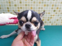 충남 아산 영인면 아산호로에서 치와와 발견 보호