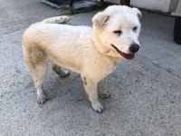 경기 시흥 정왕119안전센터에서 흰색 강아지 발견 보호