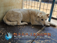 경기 연천 전곡읍 양연로 야산에서 흰색 강아지 발견 보호..빨간 목줄 착용