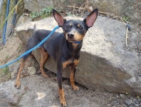 경기 광주 오포읍 능평로에서 미니핀 발견 보호