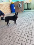 경남 거제 문동 롯데인벤스2차에서 까만 강아지 발견 보호..빨간 목줄