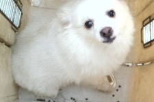 경남 양산 물금읍 범어주공1단지 부근에서 스피츠 발견 보호