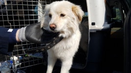 경남 남해 독일마을 관광안내소 앞에서 흰색 강아지 발견 보호