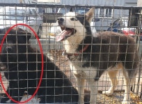 강원 화천 화천읍 풍산리에서 까만색 강아지 발견 보호