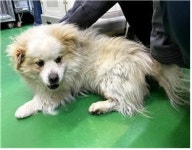 충남 부여 성흥로에서 횐노랑색 강아지 발견 보호