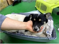 충남 부여 구교리에서 흰검 네눈박이 강아지 발견 보호