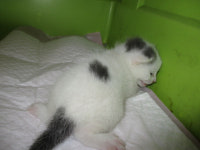 부산 사하 괴정지구대에서 흰회색 고양이 발견 보호