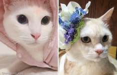 간식 먹고 싶냐는 남집사 카톡에 냥이가 보낸 답장..알면서 왜 묻냥?