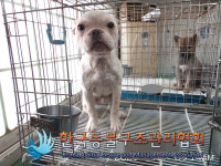 서울 금천구 시흥5동 생태공원에서 프렌치 불독 발견 보호