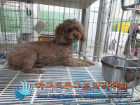 서울 중랑구 묵2동에서 푸들 발견 보호