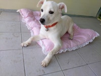 경북 포항 구룡포읍 하정로에서 백황색 강아지 발견 보호