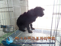 경기 의정부 용민로 산책로에서 검흰색 강아지 발견 보호