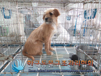 경기 김포 장기동에서 갈흰색 강아지 발견 보호