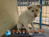 경기 포천 이동교1리에서 연갈색 강아지 발견 보호