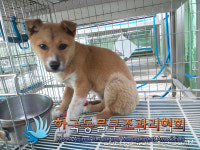 서울 강서구 방화2동에서 갈흰색 강아지 발견 보호