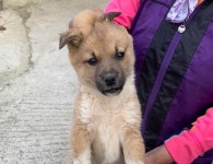 경남 하동 북천면 가평길에서 갈색 강아지 발견 보호