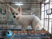 경기 연천 전곡읍 가람채아파트 주차장에서 흰색 강아지 발견 보호