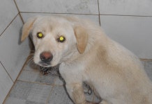 대구 동구 파계로에서 크림색 강아지 발견 보호