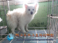 서울 서대문구 북아현동에서 스피츠 발견 보호