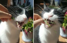 낄낄 맛이 좋구나..집사가 캣그라스 주자 사악한 냥격 튀어나온 고양이