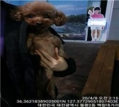 대전 서구 월평동 백합사거리 근처에서 푸들 발견 보호