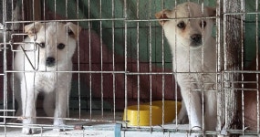 전남 목포 산정농공단지 부근에서 흰색 꼬물이 발견 보호