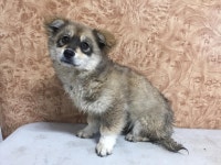 전남 순천 시청당직실에서 흰회검정색 강아지 발견 보호