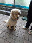 경북 영주 GS25 풍기그랜드점 인근에서 골든 리트리버 발견 보호