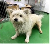 충남 부여 나성북로에서 흰색 강아지 발견 보호..목테 착용