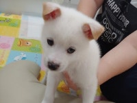 경남 창원 북면 구룡로에서 흰색 강아지 발견 보호