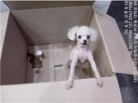 대전 서구 둔산동에서 푸들 발견 보호