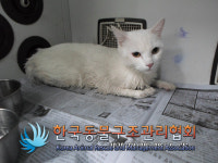 서울 성북구 월곡로5길에서 터키시 앙고라 발견 보호