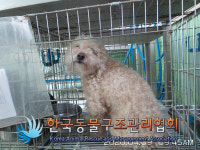 서울 노원구 공릉동 근린공원 휴게소 인근에서 푸들 발견 보호