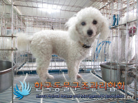 서울 송파구 마천동 마천사거리 인근에서 푸들 발견 보호