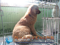 경기 포천 소흘읍 이가팔리에서 갈색 강아지 발견 보호
