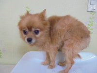 경기 군포 곡란초등학교에서 포메라니안 발견 보호