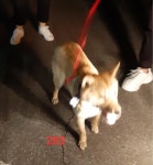 경남 사천 사천종합운동장에서 갈색 강아지 발견 보호..목줄 묶어둔 상태로 발견