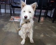 경기 광주 오포읍 능평로에서 흰색 강아지 발견 보호..호피무늬 목줄