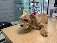 경기 부천 삼작로에서 갈색 강아지 발견 보호
