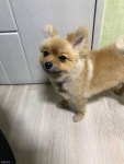 생애 첫 셀프 미용 당하고(?) 현타 온 강아지 내 주인은 똥손이야..