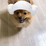 생애 첫 셀프 미용 당하고(?) 현타 온 강아지 내 주인은 똥손이야..