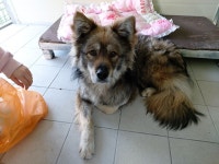 경북 포항 송도운하관 인근에서 말라뮤트 느낌 황백흑색 강아지 발견 보호