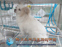 서울 은평구 가좌로에서 갈흰색 강아지 발견 보호