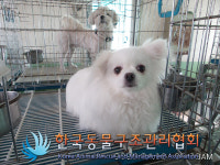 서울 동대문구 답십리로에서 포메라니안 발견 보호