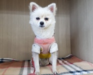 경기 광주 초월읍 산수로 일대에서 포메라니안 발견 보호..기저귀 착용