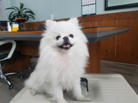 경북 칠곡 칠곡군등기소에서 포메라니안 발견 보호